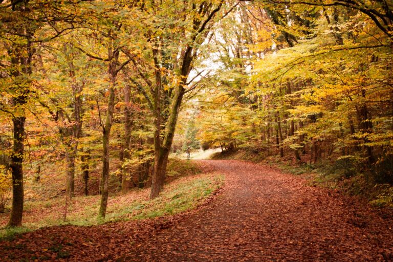 Ouverture de la chasse ce dimanche : le guide du randonneur pour partager la nature sans risque